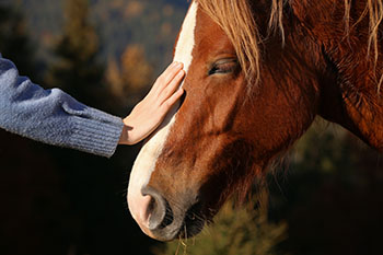 Animal Therapy